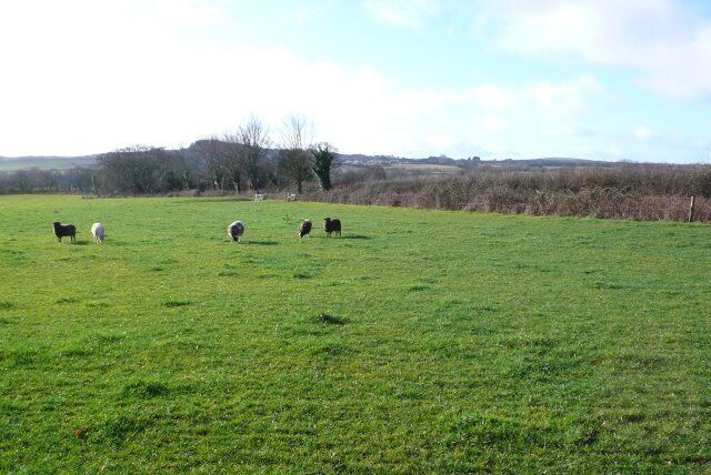 A green field with sheep grazing.