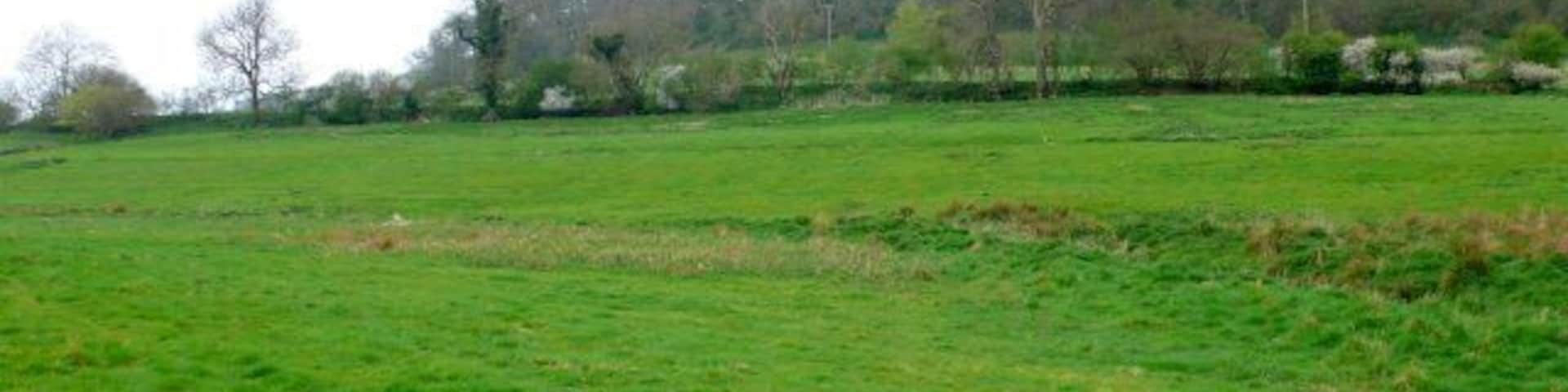 Collin's Wood View south west towards the wood from the road that leads from Maiden Newton to Wynford Eagle
