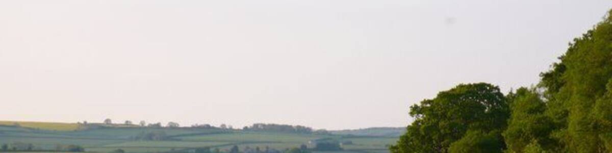 Field of rape near Puddletown The farmer has kept a narrow margin of land free from crop along the hedge row.