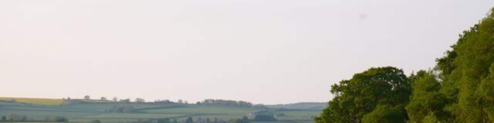Field of rape near Puddletown The farmer has kept a narrow margin of land free from crop along the hedge row.