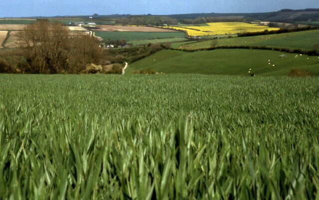 Wheat field above Cruxton. looking north