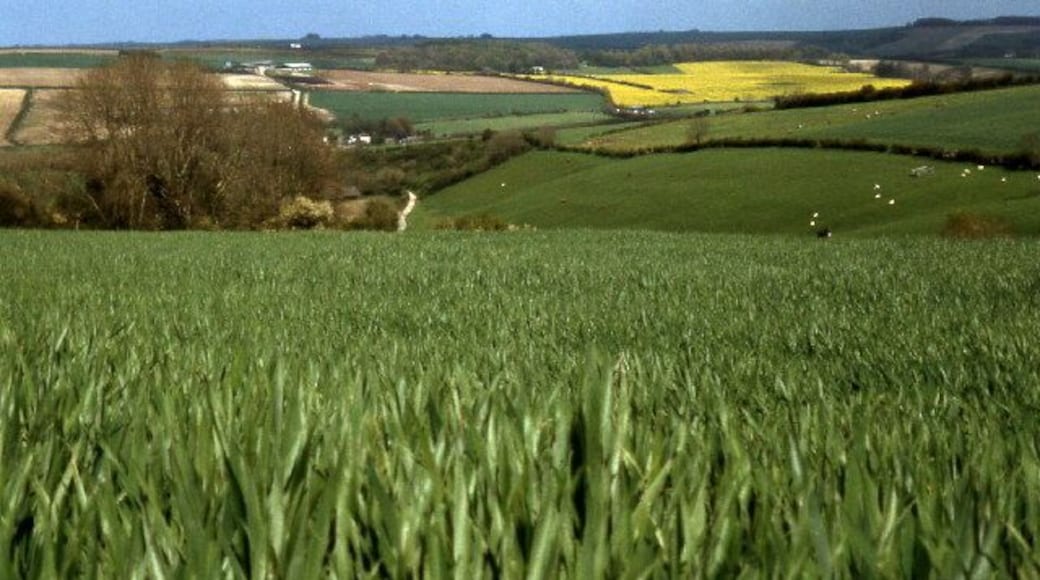 Wheat field above Cruxton. looking north