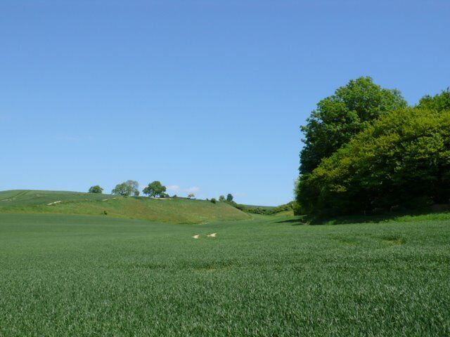 Wheatfields on Plush Hill View west from the road from Piddletrenthide to Plush. Stickley Coppice is on the right