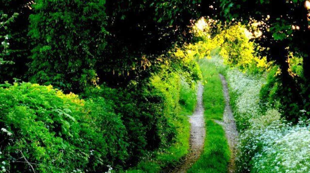 Bridle Path near Chebbards Farm This path runs west from near Chebbard Farm to Cheselbourne West Down.