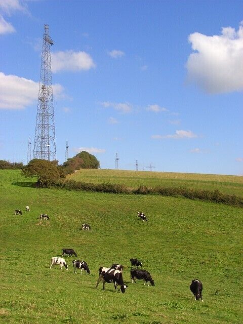 Rampisham Down Cattle beneath the southern end of the transmitting station.