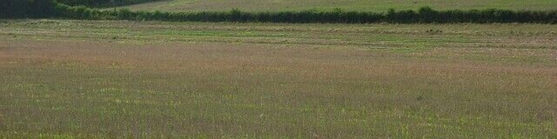 Paisaje rural con colinas onduladas, campos y una hilera de árboles a lo lejos.