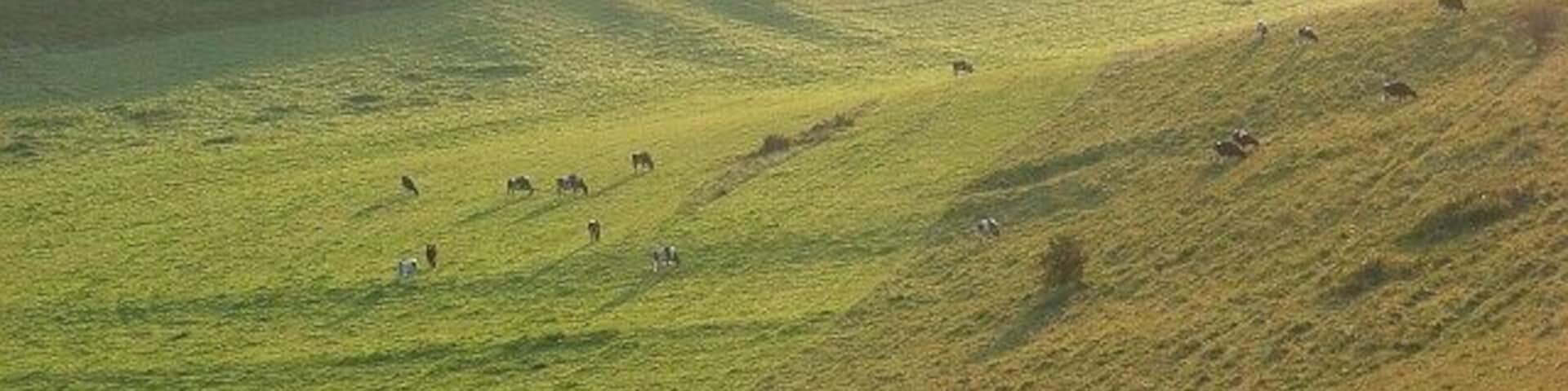Rake Bottom A view of this dry valley above Alton Pancras in early morning sunshine.