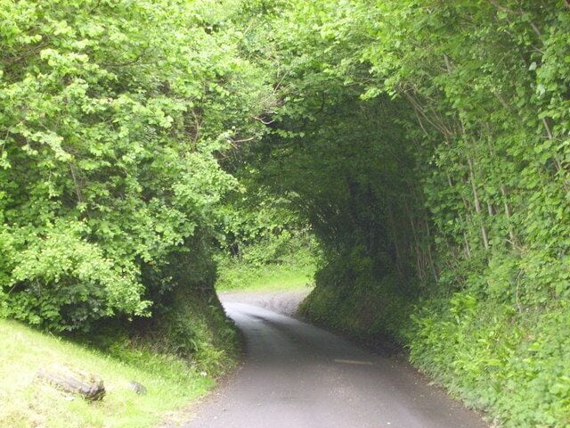 Dorset country lane Pretty country lane leading to Corscombe village