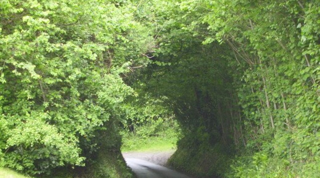 Dorset country lane Pretty country lane leading to Corscombe village