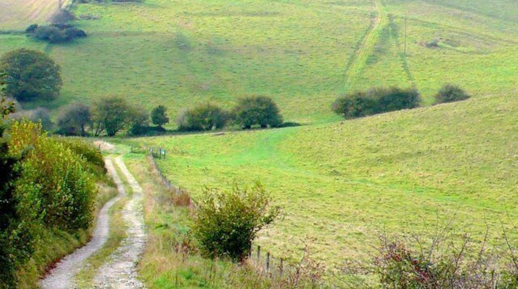 Hog Cliff National Nature Reserve Looking W down into Hog Cliff Bottom from the track that runs down into the reserve from the A37