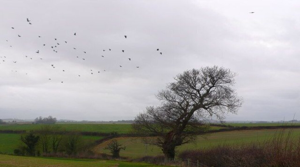 Crows, old tree and hedgerow Old tree in a hedgerow just off the B3143 between Dorchester and Piddlehinton