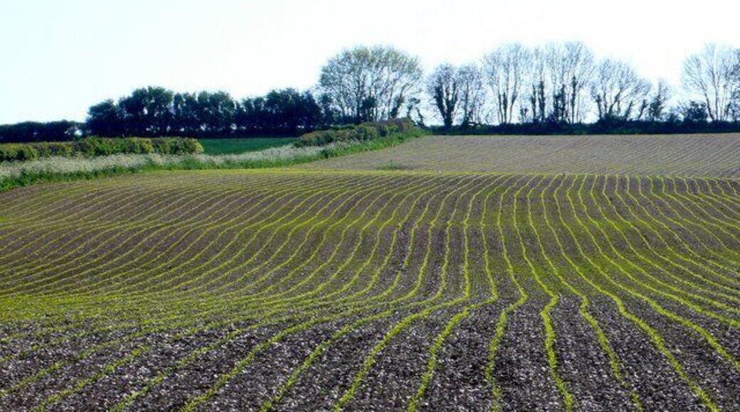 Maize Field This recently sprouted maize crop is close to Alton Pancras just west of Barcombe Farm