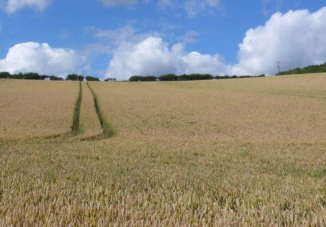 Wheatfield , Tolpuddle Looking north towards the A35 which is just beyond the hedgerow from close to the TUC Memorial Cottages