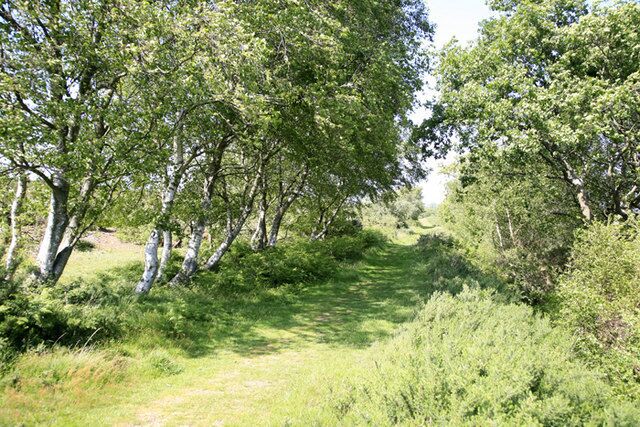 Footpath to Knighton Heath This is atypical vegetation. Most of the area is traditional heathland.