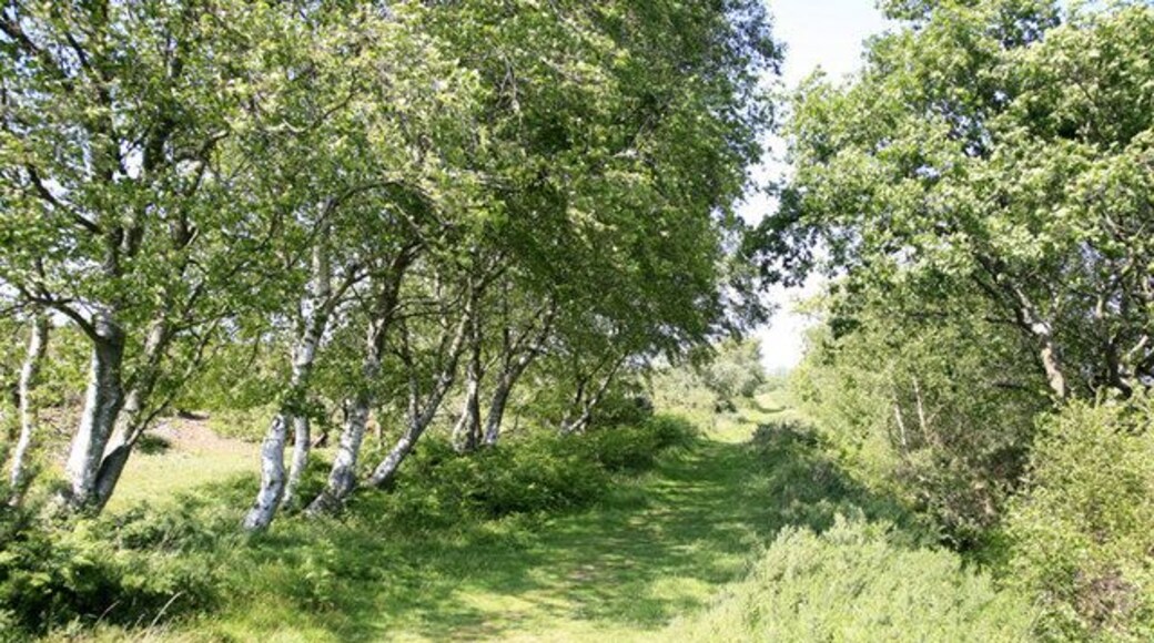 Footpath to Knighton Heath This is atypical vegetation. Most of the area is traditional heathland.