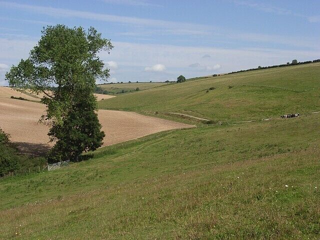 Crete Bottom The valley separates the arable slopes of Magiston Hill from the pasture of Crete Hill. The tree is at the northeastern extremity of South Ground Plantation.