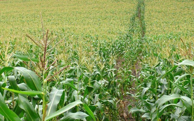 Maize field at Wood Hill, Charlton Down This footpath runs south from Charlton down up the northern slope of Wood Hill and then on into the valley of the Cerne