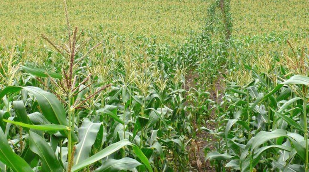 Maize field at Wood Hill, Charlton Down This footpath runs south from Charlton down up the northern slope of Wood Hill and then on into the valley of the Cerne
