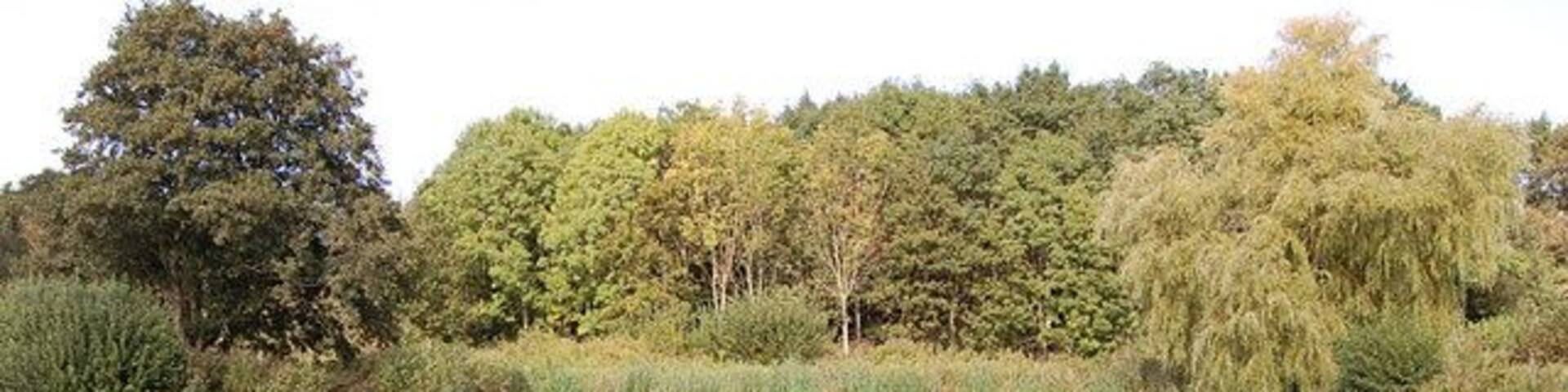 Pond near Aller Dorset