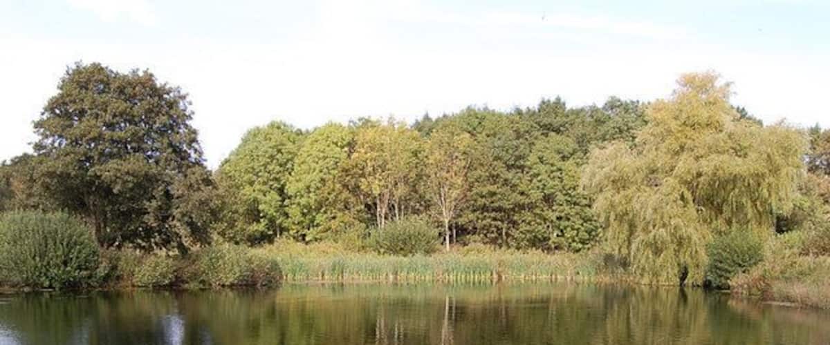 A calm lake surrounded by dense trees and greenery.