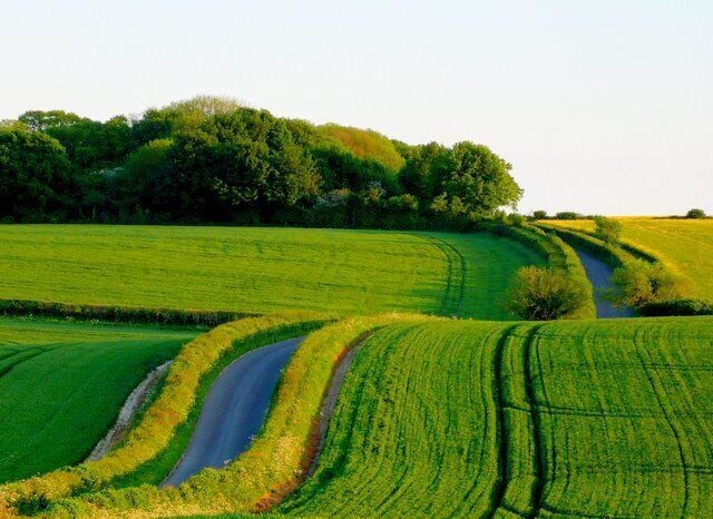 Country Lane near Chebbards Farm This lane caught in the late evening sun runs south from Chebbards Farm towards Puddletown. The trees on the skyline are the copses known as the Rookery and Warren Plantation.