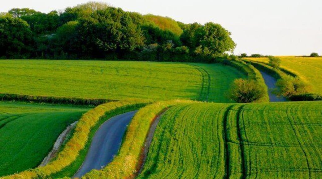 Country Lane near Chebbards Farm This lane caught in the late evening sun runs south from Chebbards Farm towards Puddletown. The trees on the skyline are the copses known as the Rookery and Warren Plantation.