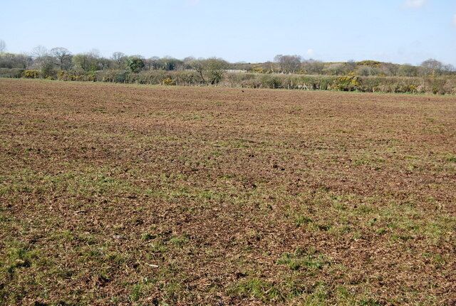 Field covered in manure! A field laided fallow, with a good covering of natural fertilizer.