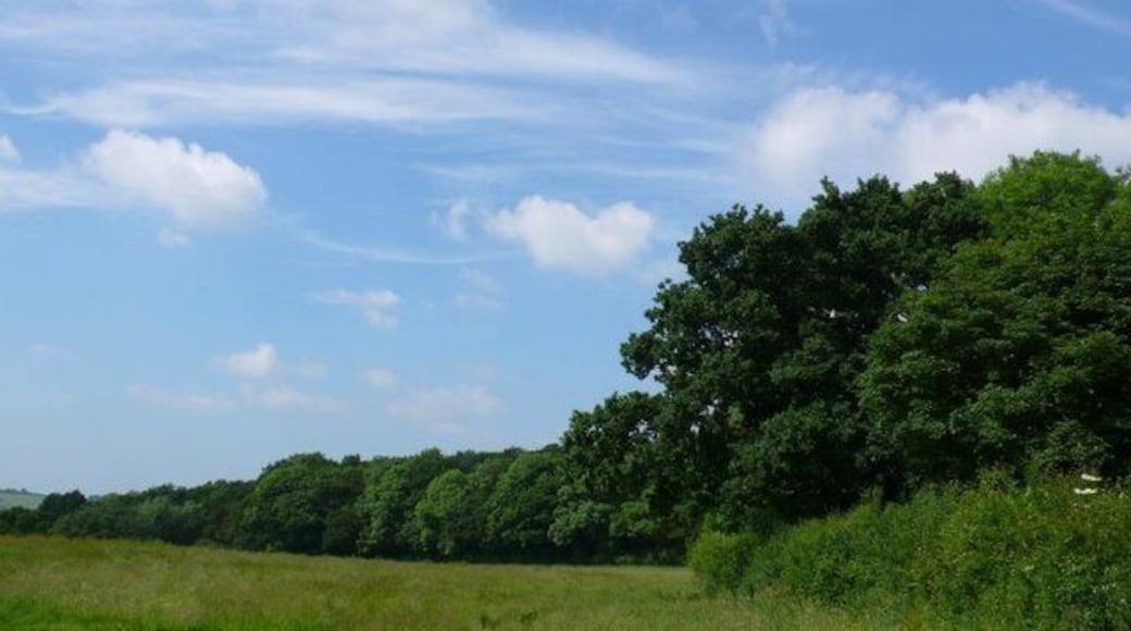 Countryside near East Chelborough Looking west past the woods at the side of the road from East Chelborough to Clarkham cross