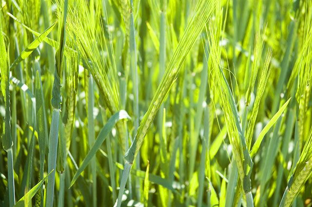 Green Wheat. Fields of green wheat around the Whitcombe and Winterborne Came Area.