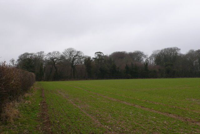 Heave Coppice Piddlehinton View N towards the SW corner of the coppice. Four bridle paths meet at the NW corner of the coppice.