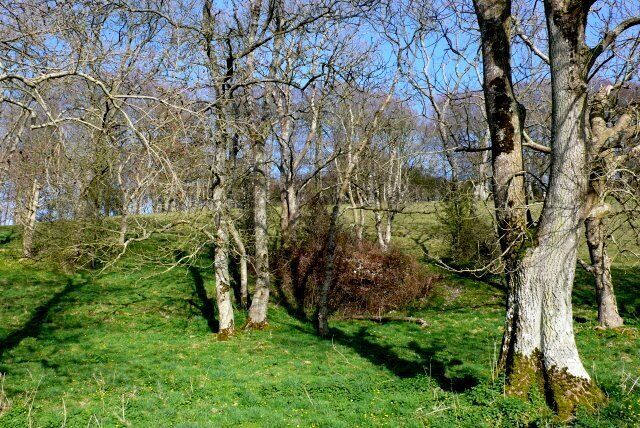 Lime Kiln in South Slip This overgrown brick built lime kiln is almost invisible in the undergrowth of the woods known as South Slip which is at the northern end of Long Bottom on its eastern slopes.