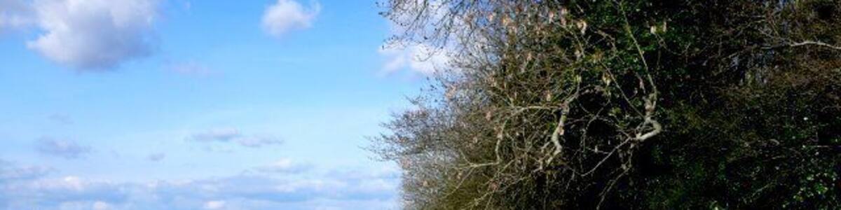 Barrow Plantation This is the view north east down the bridle path that runs along the north west side of barrow Plantation. in the trees in the distance can be seen Steppes Farm.