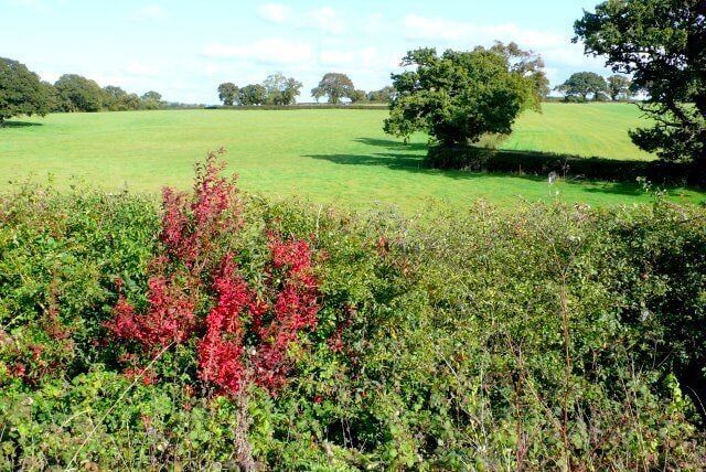 Countryside Near Melbury Osmund Fields just to the east of the A37 Dorchester-Yeovil road