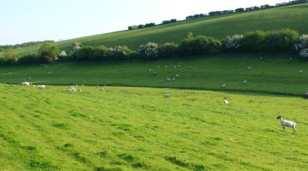 Sheep near Cheselbourne View south along the valley just north of the Manor House in Cheselbourne.