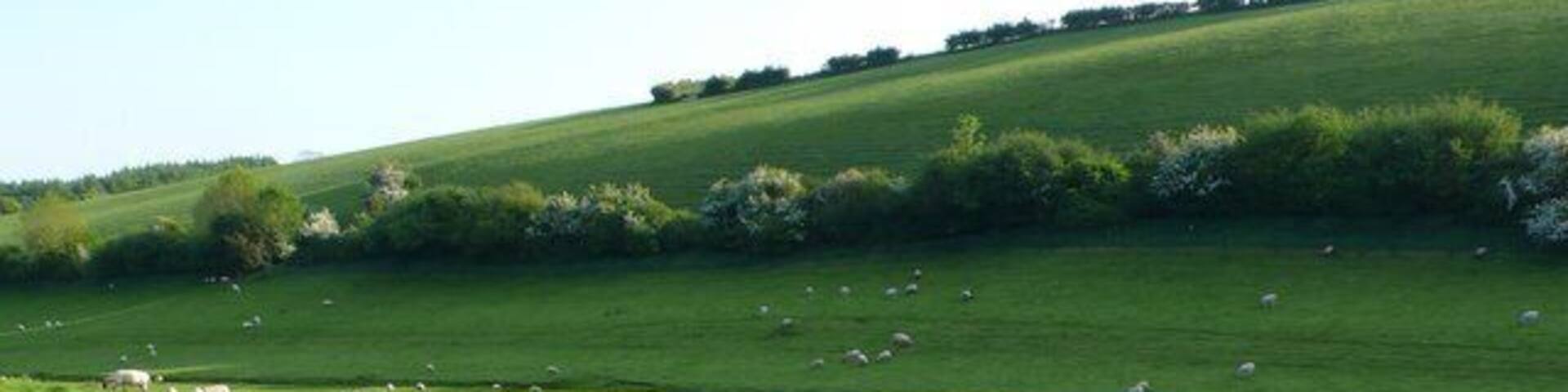 Sheep near Cheselbourne View south along the valley just north of the Manor House in Cheselbourne.