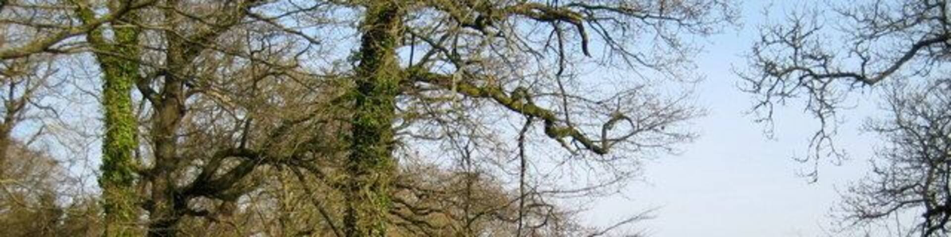 Gateway and drive to Lewcombe At the end of the tree-lined drive is the manor of Lewcombe with its tiny church, the parish church of East Chelborough.