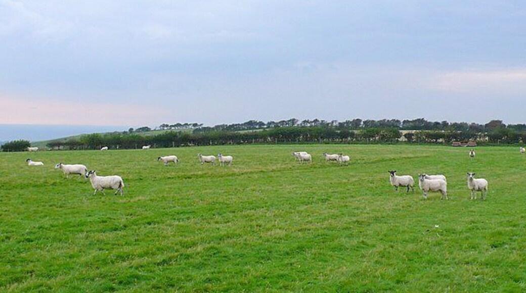 Sheep on Askerswell Down View west towards Chilcombe Hill Fort.
