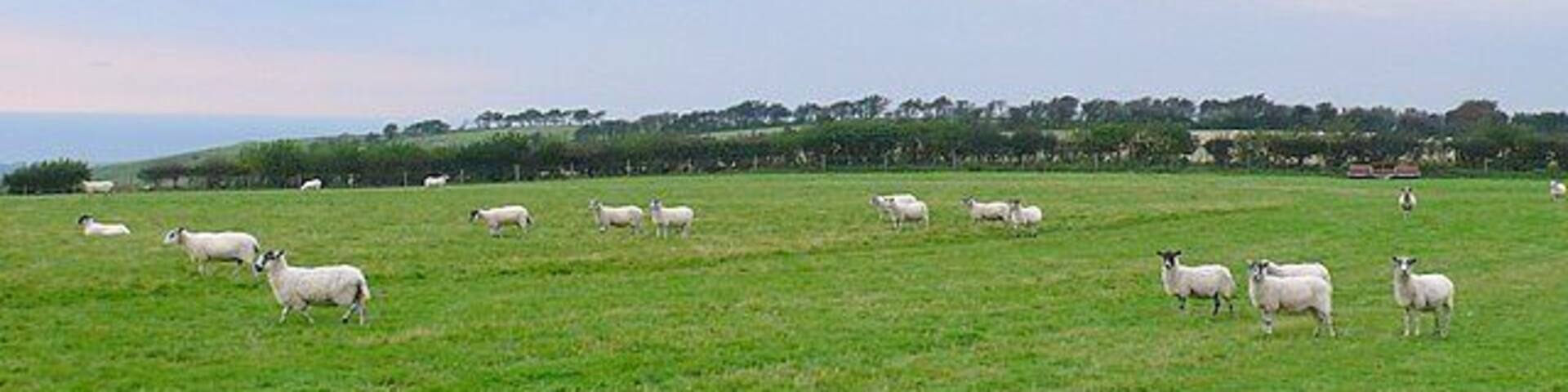 Sheep on Askerswell Down View west towards Chilcombe Hill Fort.