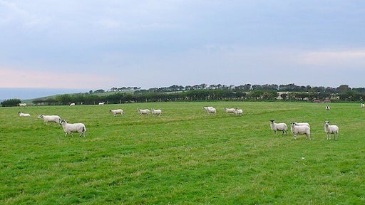 Sheep on Askerswell Down View west towards Chilcombe Hill Fort.