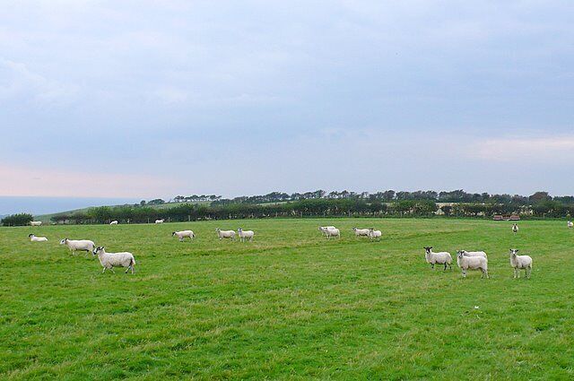 A green field with sheep grazing.