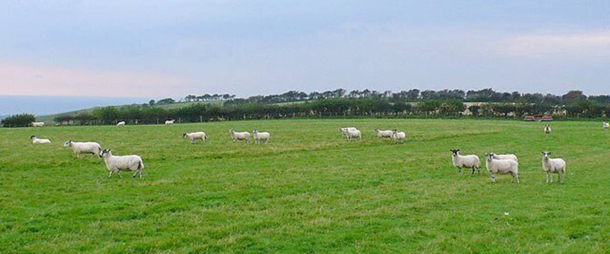 A green field with sheep grazing.