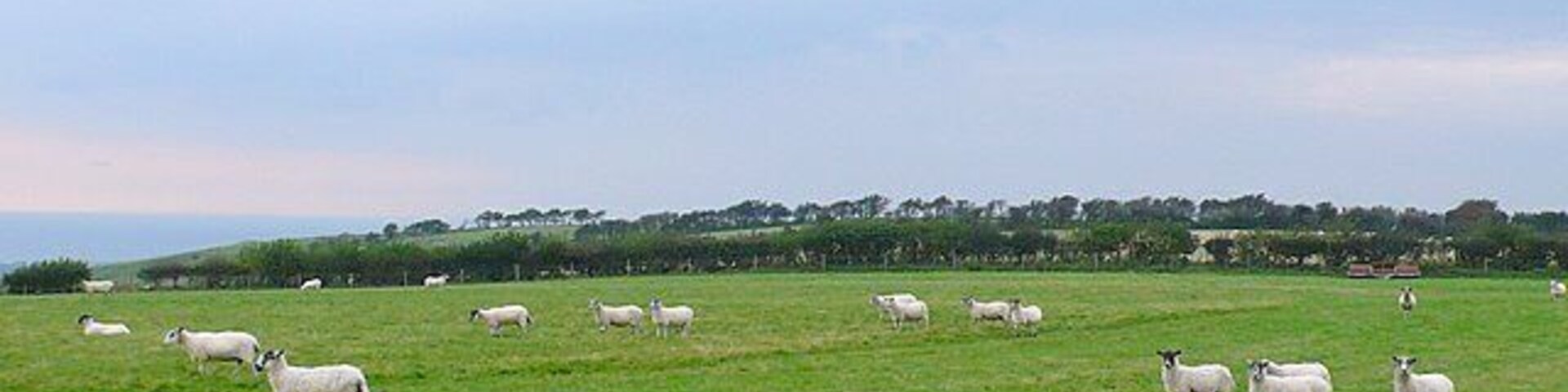 A green field with sheep grazing.