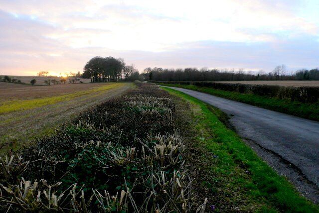Lane near Winterbourne Abbas View west along the lane that runs from the A35 to Littlebredy