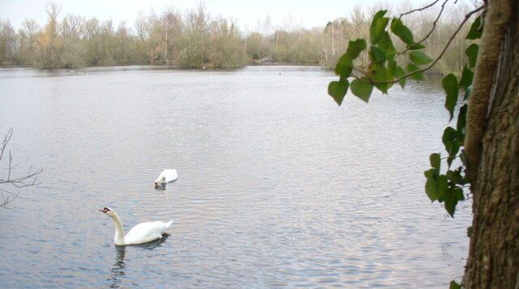 Lake by Page Furlong Tree-fringed lake used by anglers. This is on the north edge of Dorchester.