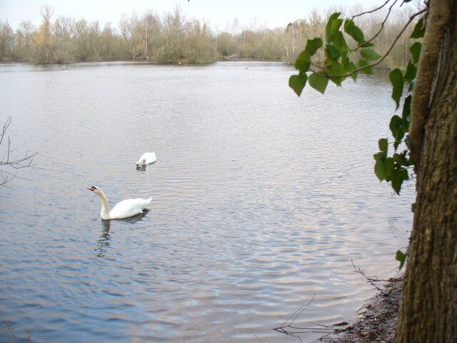 A calm lake with two swans swimming.