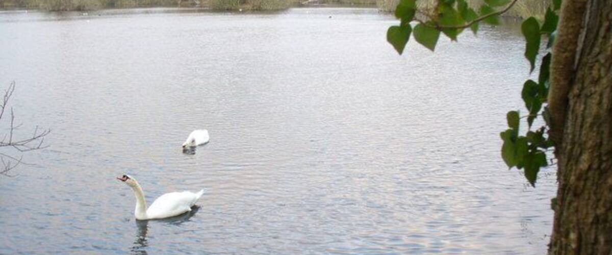 A calm lake with two swans swimming.