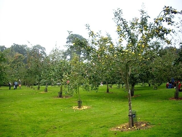 Un huerto con filas de árboles frutales y un campo cubierto de césped.