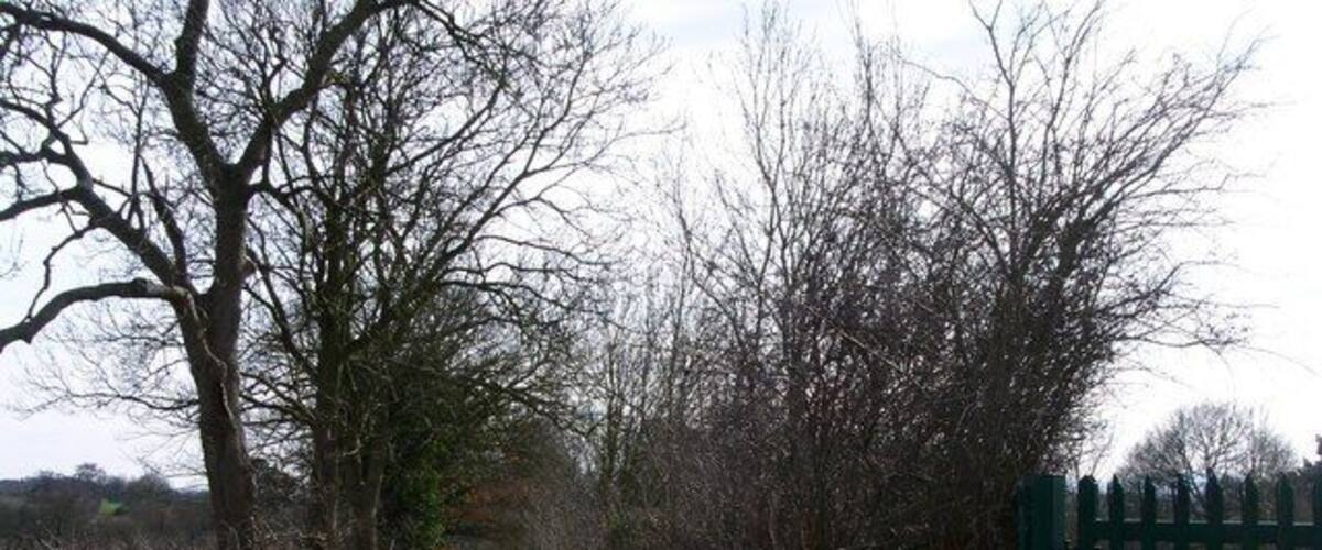 A narrow dirt path flanked by leafless trees and a green metal gate.