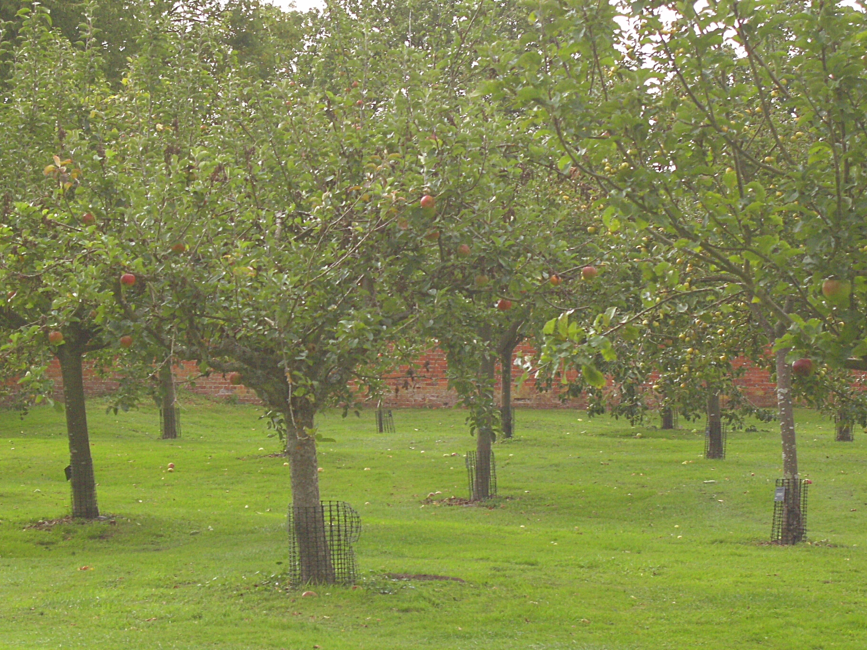 Hanbury Hall, Worcestershire, England: the walled orchard.
