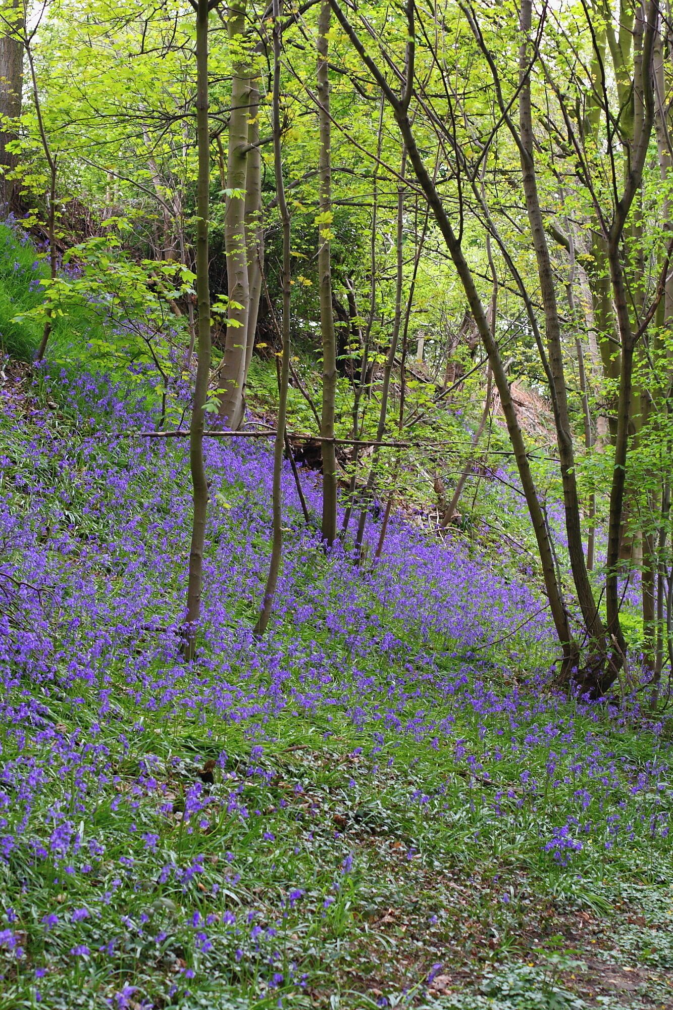 Bluebell Wood